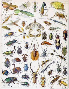 Illustration of Insects c.1923