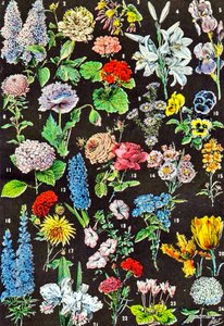 Illustration of Garden Flowers c.1923