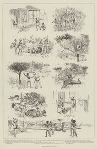 Tiger-Shooting in India