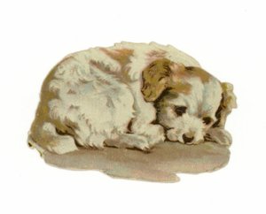 Puppy Sleeping