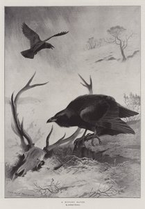 A Hungry Raven
