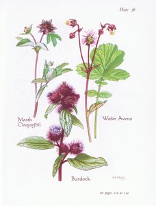 Marsh Cinquefoil, Burdock, Water Avens