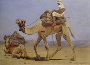 Camel Preparing to Lie Down