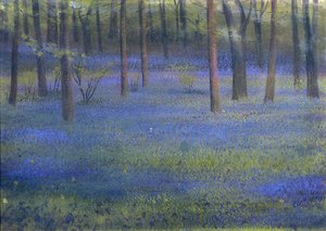 Bluebell Wood