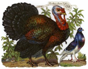 A Turkey Pictured Alongside a Dove