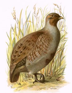 Partridge