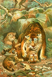 Tigress and Cubs