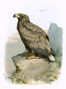 White Tailed Eagle