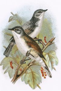 Whitethroat and Lesser Whitethroat