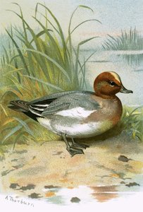 Wigeon
