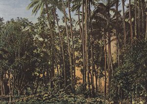 Coconut Forest