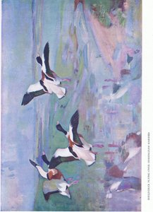 Shelduck Flying Over Dersingham Marshes