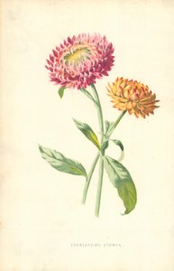 Everlasting Flower