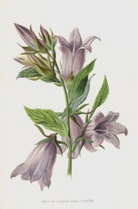 Nettle-Leaved Bell-Flower