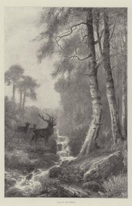 Dawn in the Forest