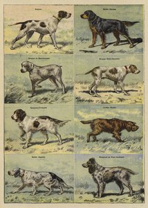 Gun dogs