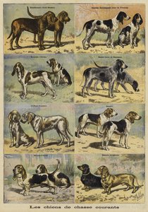 Gun dogs
