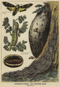 Harmful insects: Death