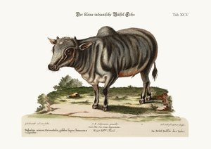 The Little Indian Buffalo, 1749-73