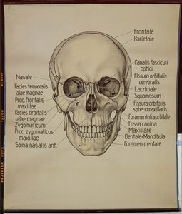 Poster of a human skull