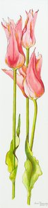 Three Red Lily-Flowered Tulips Marianne