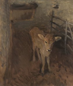 A Jersey Calf