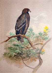 Spotted Eagle (Aquila clanga), 1856-67