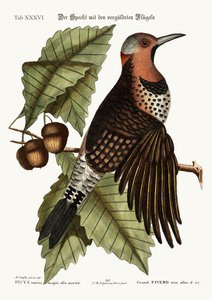 The gold-winged Woodpecker