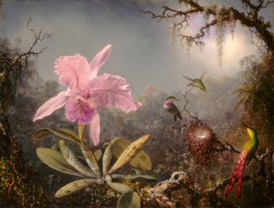 Cattleya Orchid and Three Hummingbirds