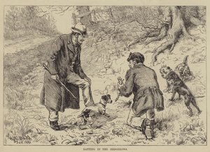 Ratting in the Hedgerows