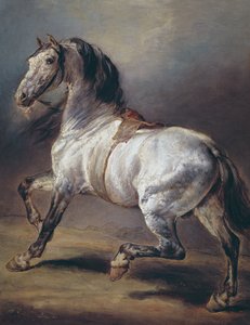 A Study of a Horse