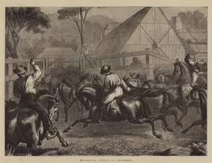 Mustering Cattle in Australia