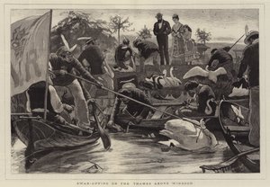 Swan-Upping on the Thames Above Windsor