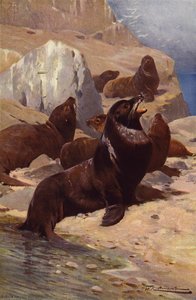 Californian Sea-Lion