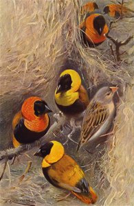 Weaver Birds