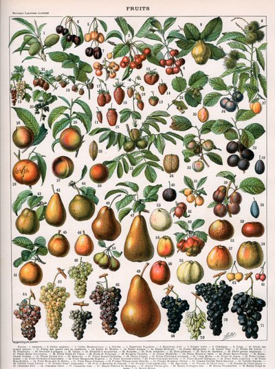 Illustration of Fruit Varieties, c.1905-10 by (after) Alillot