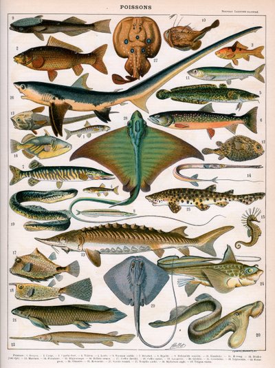 Illustration of Ocean Fish, c.1905-10 by (after) Alillot