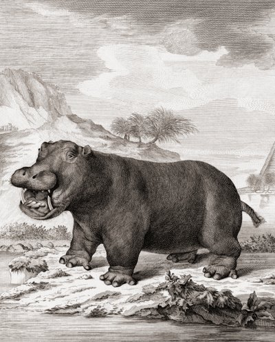 A hippopotamus (Hippopotamus amphibius) by (after) Dutch School