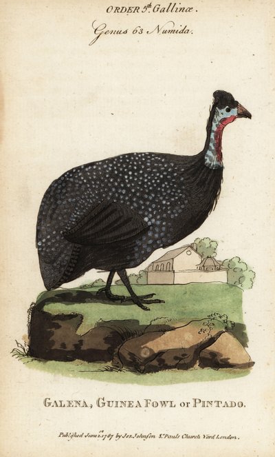 Helmeted guineafowl, Numida meleagris by (after) English School