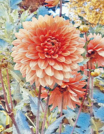 Pink Dahlia. by Margareta Uliarte