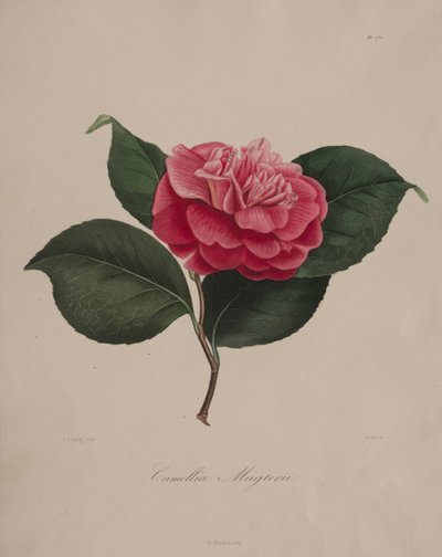 Iconography of the Camellia Genus: No. 171 by Abbé Laurent Berlèse