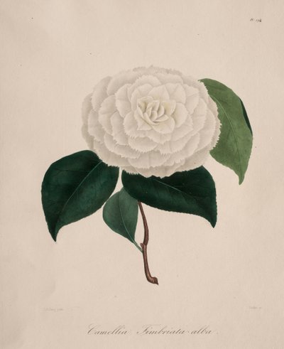 Iconography of the Camellia Genus: No. 194 by Abbé Laurent Berlèse
