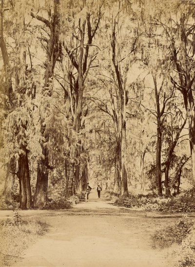 Mexico. Grove of Chapultepec, Near Mexico by Abel Briquet