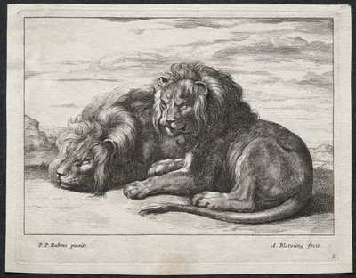 Various Lions by Abraham Blooteling