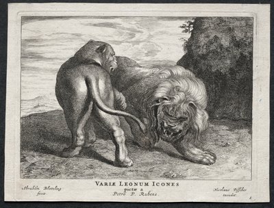 Various Lions by Abraham Blooteling