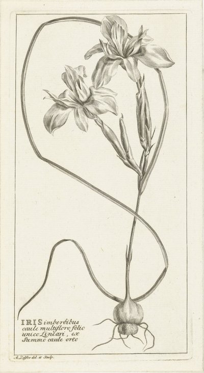 Iris by Abraham Delfos