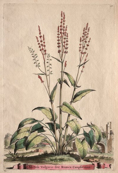 Phytographia Curiosa: Acetosa Vulgaris sive Rumex Canpferinus by Abraham Munting