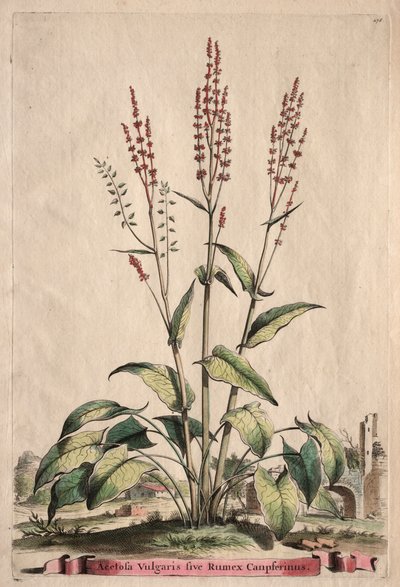 Phytographia Curiosa: Acetosa Vulgaris sive Rumex Canpferinus by Abraham Munting