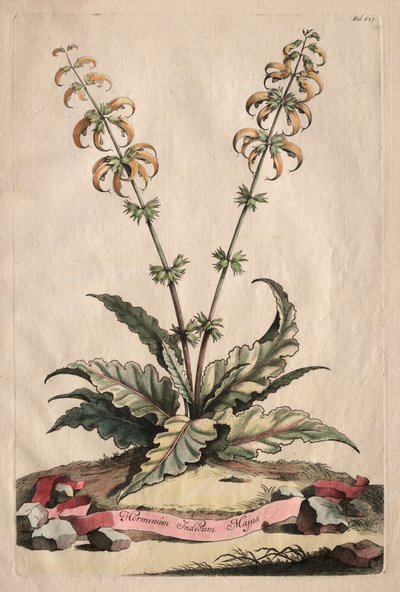 Phytographia Curiosa: Horminum Indicum Majus by Abraham Munting