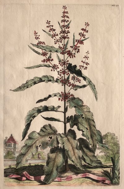 Phytographia Curiosa: Lapathum Longifolium Crispum by Abraham Munting